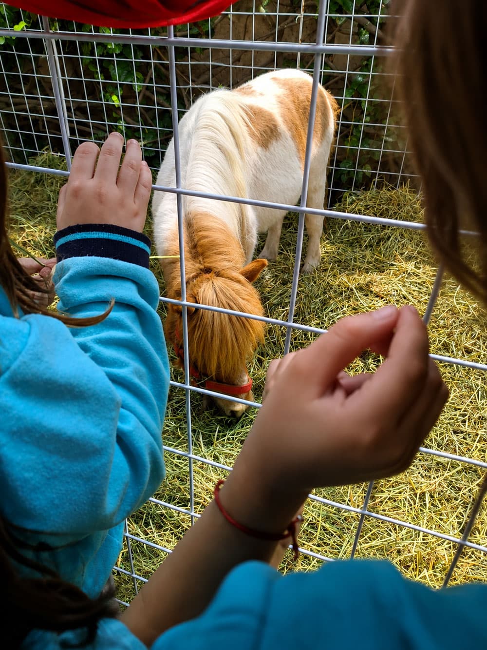 A Day on the Farm... at Preschool!